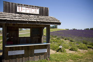 Image showing Lavender Farm