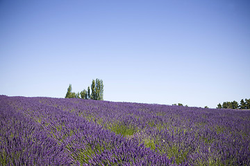 Image showing Lavender Farm