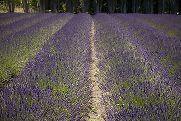 Image showing Lavender Farm