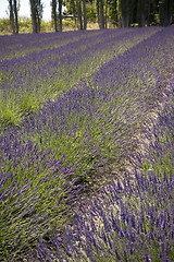 Image showing Lavender Farm