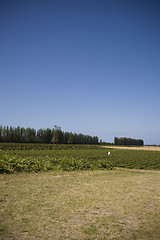 Image showing U Pick Berry Farm