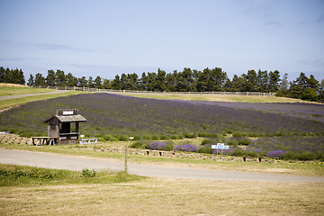 Image showing Lavender Farm