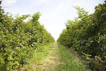 Image showing U Pick Berry Farm