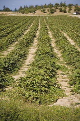 Image showing Strawberry Field