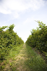 Image showing U Pick Berry Farm