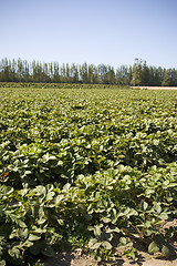 Image showing Strawberry Field