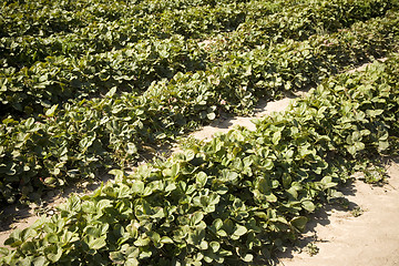 Image showing Strawberry Field