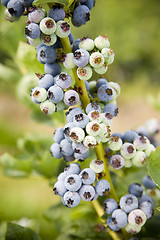 Image showing Blueberries