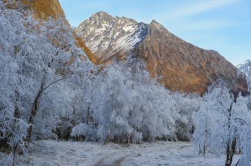 Image showing Winter Frost Covers Trees in a Mountainous Terrain at Sunrise