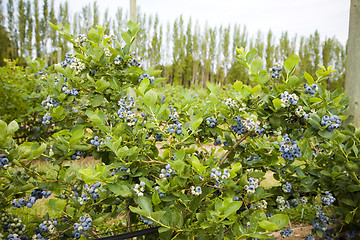 Image showing Blueberries