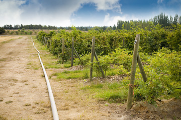 Image showing Blueberries