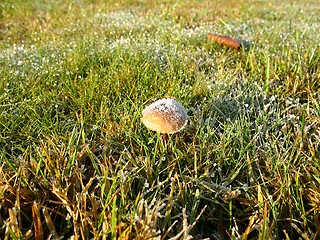 Image showing late autumn mushroom with ice cap in grass