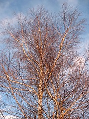 Image showing birch trees in sunset