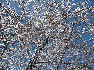 Image showing cherry tree branches with snowflakes 