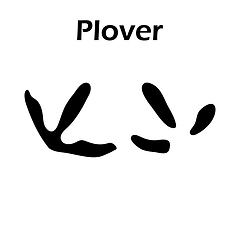 Image showing Plover Footprint