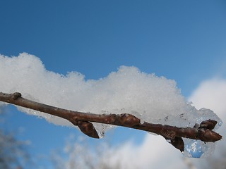 Image showing cherry tree buds with snow flakes dreaming of spring