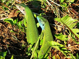 Image showing green lizard pair sunbathing