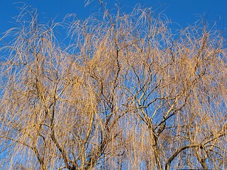 Image showing weeping willow