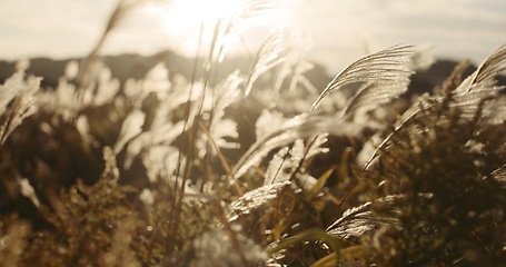 Image showing Reed plant, nature and landscape with sunshine, closeup of weeds and breeze, natural background and environment. Lens flare, lake or riverbank with sun, grass and Earth with travel and location