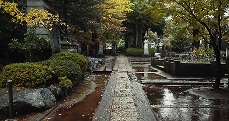 Image showing Japan graveyard, nature and culture by tombstone in landscape environment, autumn leaves and plants. Wet, cemetry and stone for asian cemetery in urban kyoto and wet with indigenous shinto religion