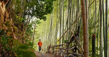 Image showing Japanese man, bamboo trees and forest on walk, adventure and hiking with thinking, ideas and journey. Person, outdoor or trekking for peace, mindfulness or woods at Fushimi Inari on vacation in Kyoto