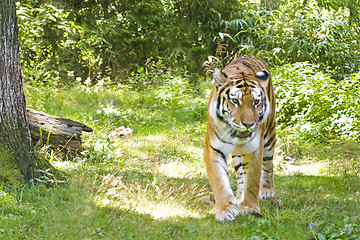 Image showing Prowling Tiger