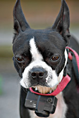 Image showing Curious Boston Terrier