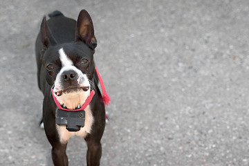 Image showing Curious Boston Terrier