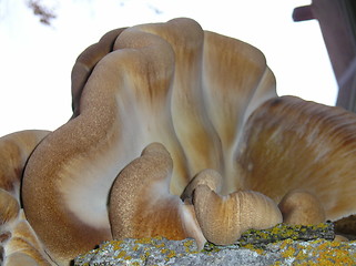 Image showing Fungus