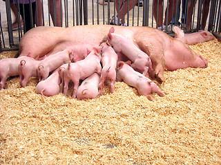 Image showing Hungry Piglets