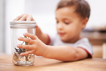 Image showing Child, toys and insect or education play for growth curiosity, development or bug jar. Kid, animals and game or learning kindergarten for teaching discovery or creativity games, coordination or skill