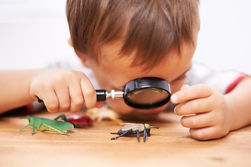 Image showing Child, learning and study an insect with magnifying glass, investigation and science education. Kid, research and observe bugs in inspection check on table for biology, knowledge and development