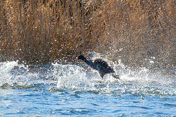 Image showing black coot taking flight from pond surface