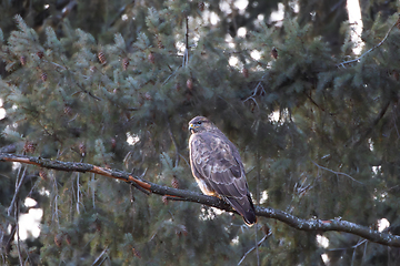 Image showing Buteo buteo on spruce branch