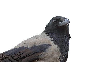 Image showing closeup of hooded crow over white