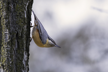 Image showing eurasian nuthatch on tree bark