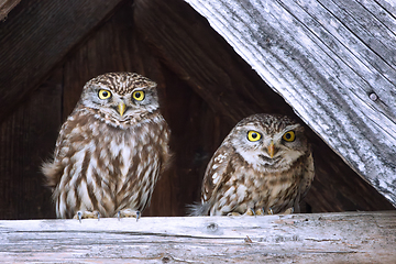 Image showing little owl couple (Athene noctua)