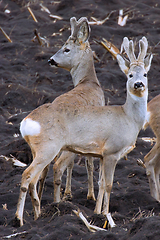 Image showing roe deers on ploughed land