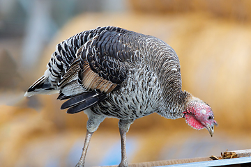 Image showing turkey hen at the farm