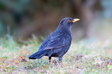 Image showing black bird on the ground