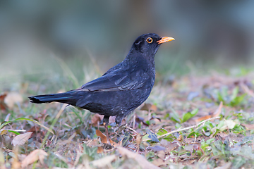 Image showing blackbird foraging for food on lawn