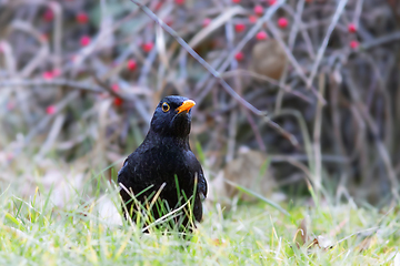 Image showing blackbird searching for food in the park