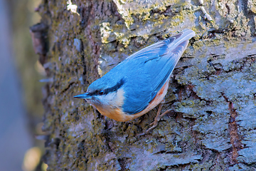 Image showing eurasian nuthatch  closeup in natural habitat