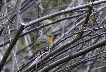 Image showing european robin hiding on a bush