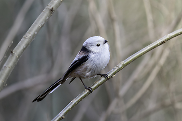 Image showing long tailed tit on a twig