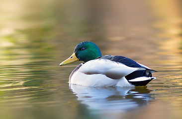 Image showing mallard duck on pond at sunset