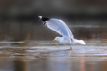 Image showing yellow legged gull flapping wings