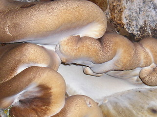 Image showing Fungus