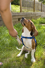 Image showing Cute Beagle Dog