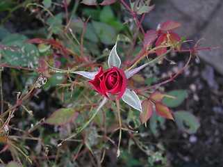 Image showing Mini Rose